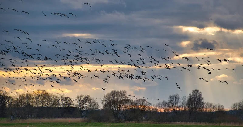 Quelle est la route des oiseaux migrateurs ?