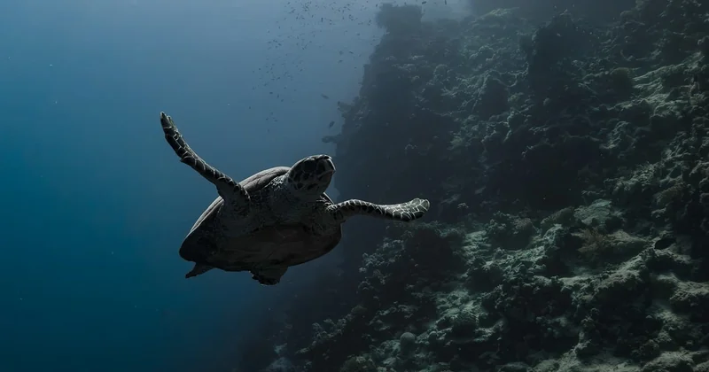 Pourquoi "écologique" veut souvent dire n'importe quoi en Polynésie