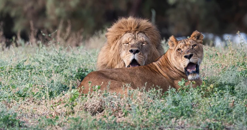Les animaux dangereux : ce que les gens surestiment et ce qu'ils ignorent